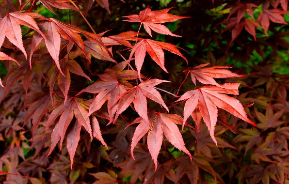 Red, leafs, twig