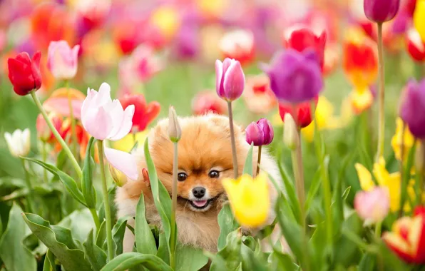 Картинка поле, цветы, собака