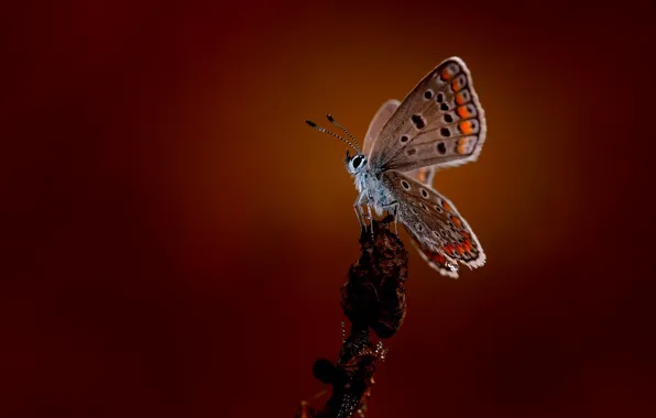 Картинка макро, бабочка, butterfly