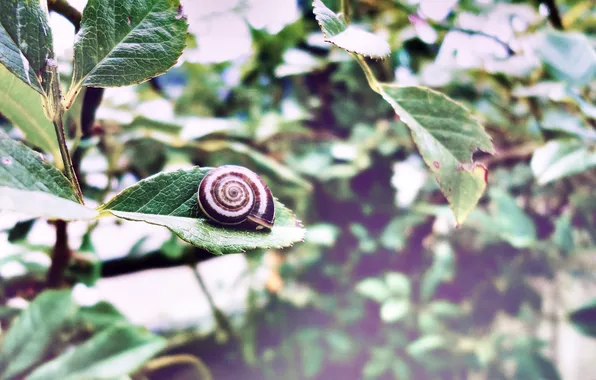 Листья, улитка, Macro, Leaf, Mollusk