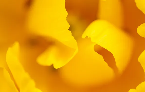 Макро, желтый, природа, тюльпан