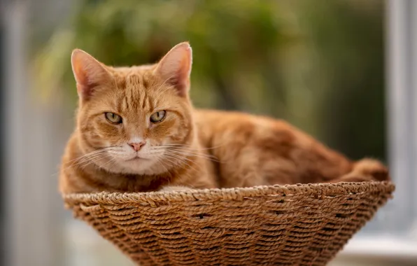 Картинка кошка, кот, взгляд, рыжий, мордочка, корзинка, боке, котейка