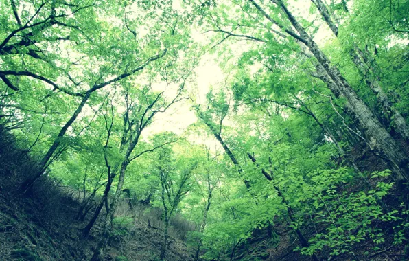 Картинка листья, деревья, зеленый, Ущелье