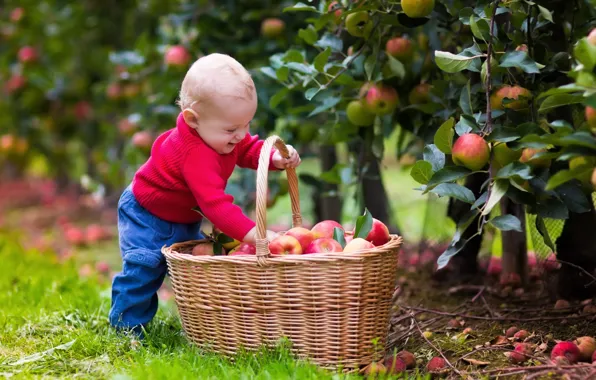 Радость, корзина, яблоки, ребенок, boys, child, apples, basket