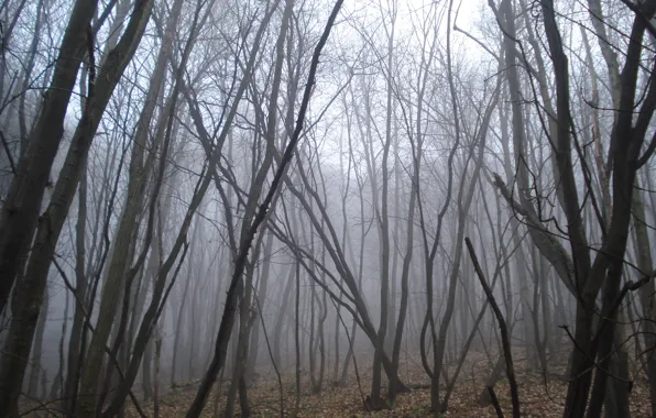 Картинка осень, лес, туман, forest, Autumn, fog