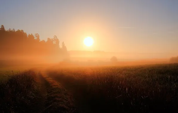 Картинка дорога, поле, туман, утро