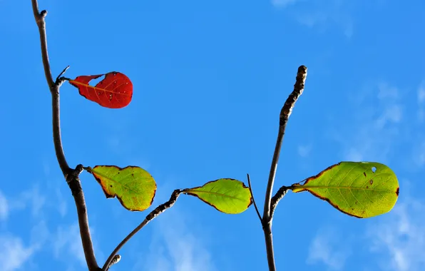 Осень, небо, листья, ветки, природа, цвет