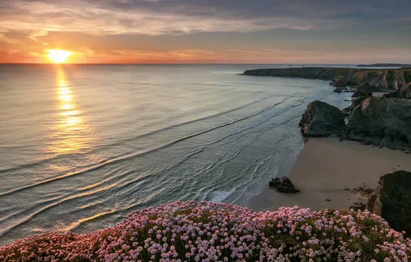 Картинка море, закат, цветы, скалы, побережье, Англия, England, Корнуолл