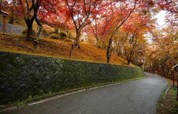 Дорога, осень, листья, деревья, парк, road, nature, park