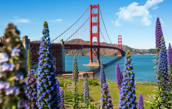 Картинка небо, цветы, залив, Сан-Франциско, США, мост Золотые Ворота