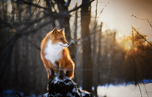 Картинка животное, лисица, природа, зима, Наталия Поникарова, лес