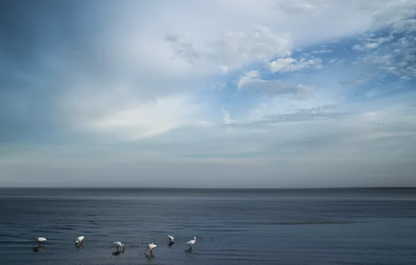 Картинка море, небо, птицы