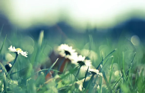 Картинка трава, макро, цветы, природа, green, поляна, ромашки, весна