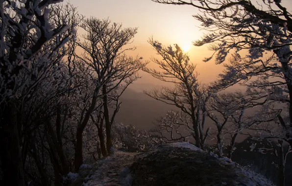 Картинка деревья, пейзаж, утро