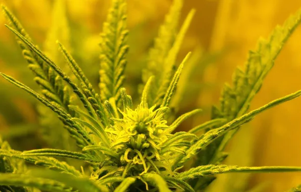 Цветок, травка, cannabis, weed, махорка
