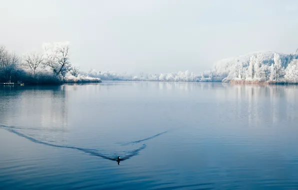 Картинка зима, озеро, птица