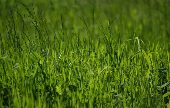 Картинка зелень, лето, трава, природа, фото, весна, зелёный, макро обои