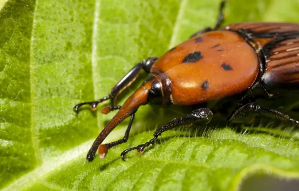 Green, leaves, insect