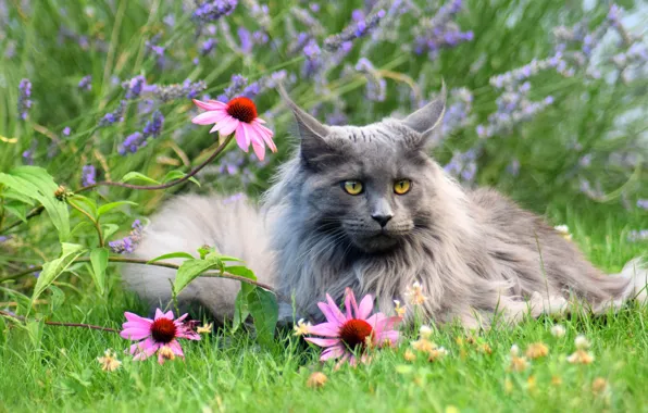 Кошка, трава, кот, взгляд, морда, цветы, природа, серый