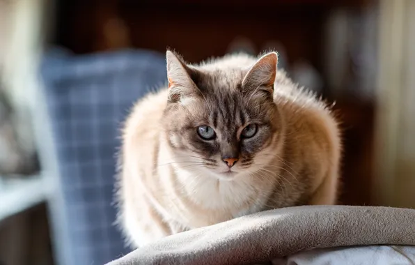 Кошка, кот, взгляд, фон, комната, голубые глаза, колор-пойнт, рэгдолл
