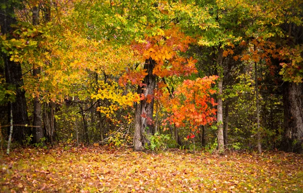 Осень, листья, деревья, красочно
