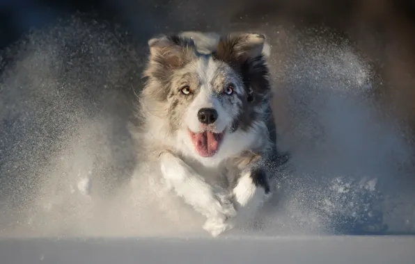Картинка зима, морда, снег, собака, бег, австралийская овчарка