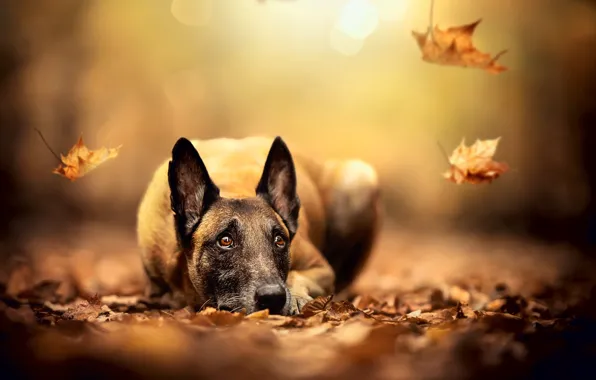 Осень, морда, листья, собака, размытость, уши, опавшая листва, Малинуа