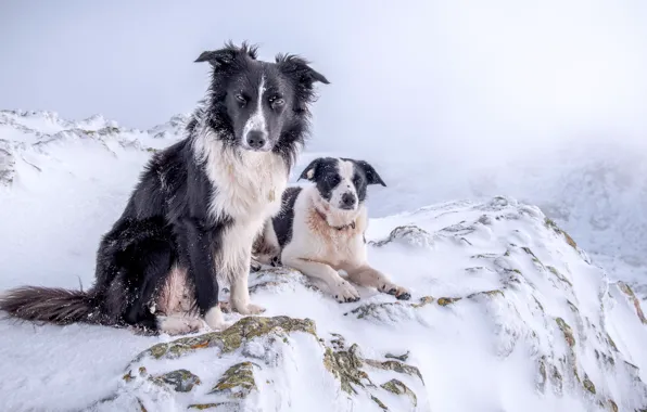 Картинка зима, собаки, снег