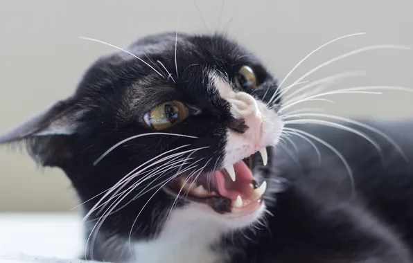 Brown, cat, beautiful, background, animal, angry