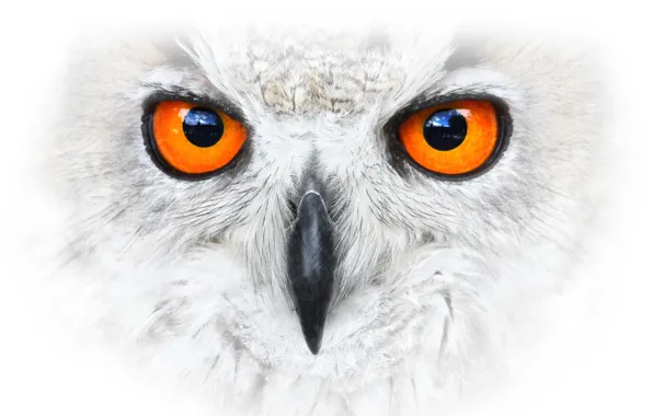 Картинка фон, птица, Eagle Owl