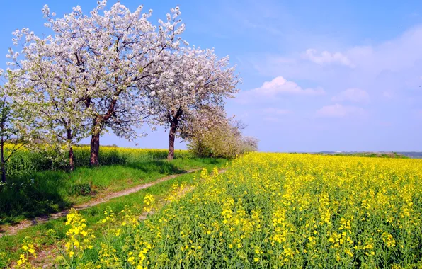 Картинка поле, небо, деревья, природа, цвет, весна, Германия, Май