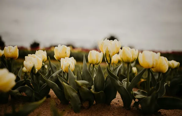 Картинка небо, цветы, желтый, весна, сад, тюльпаны, клумба