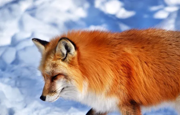 Снег, животное, мордочка, лиса, рыжая, лисица