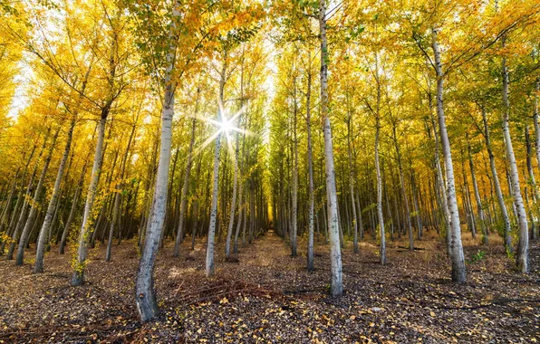 Осень, лес, деревья