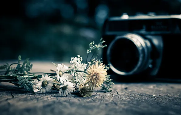 Картинка макро, фотоаппарат, Wild Flowers