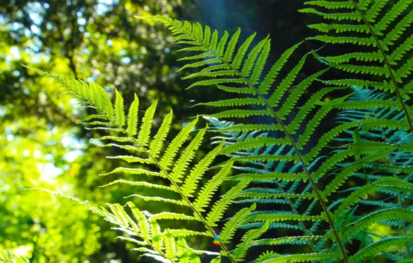 Green, forest, plant, fern