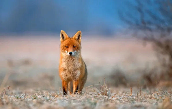 Картинка иней, трава, взгляд, природа, животное, лиса, fox