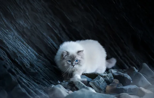 Кошка, кот, взгляд, природа, камни, скалы, голубые глаза, мордашка