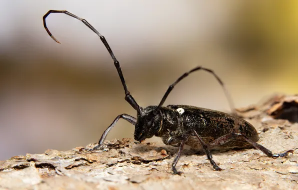 Усы, насекомое, боке, Stephane, Monochamus scutellatus