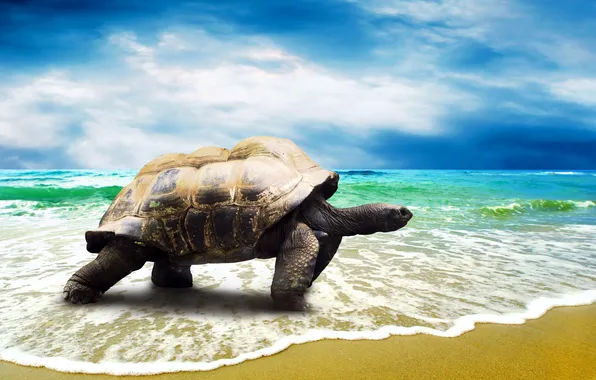 Картинка песок, море, пляж, берег, черепаха
