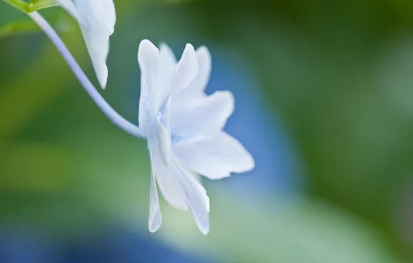 Картинка белый, цветок, макро, свет, голубой, нежность, растение, лепестки