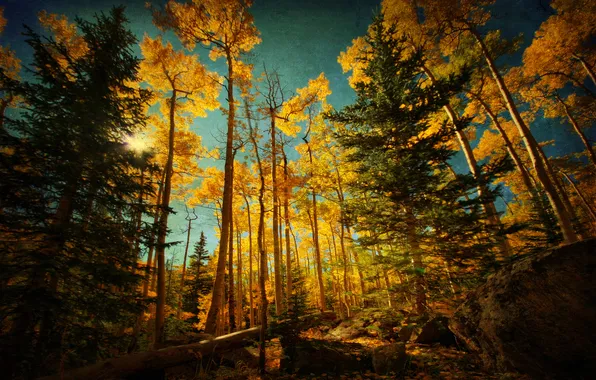 Картинка осень, лес, небо, деревья, камни