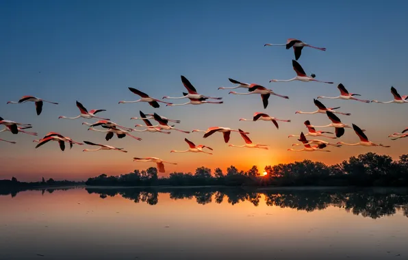 Картинка закат, птицы, природа, озеро, стая, фламинго, перелёт
