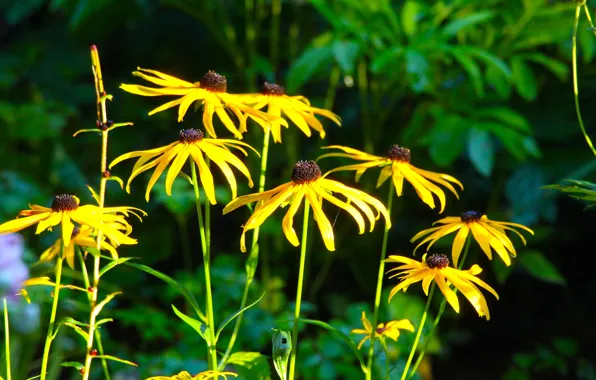 Flower, yellow, park, garden, spring, blooming