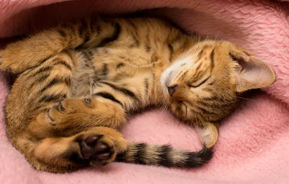 Кошка, поза, уют, котенок, фон, розовый, сон, малыш