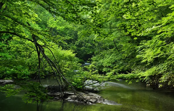 Картинка зелень, лес, деревья, ветки, река, листва
