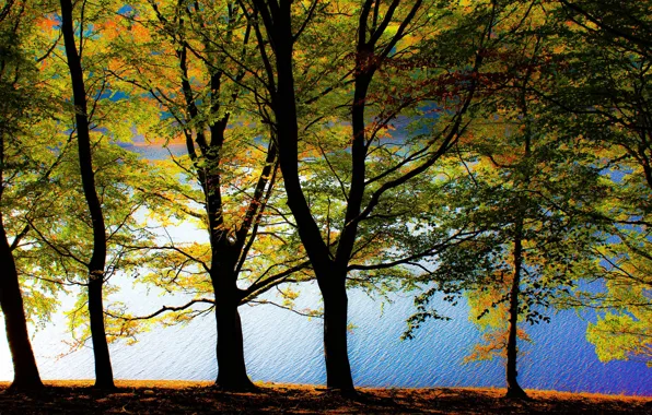 Картинка осень, вода, деревья, река