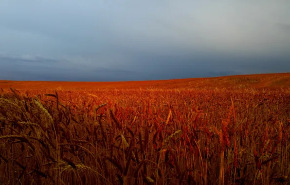 Пшеница, поле, колоски, пшеничное поле