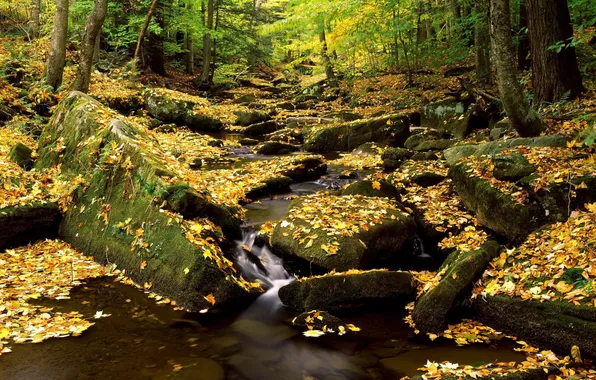 Картинка осень, лес, листья, природа, река, камни