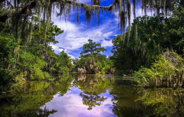 Картинка деревья, отражение, река, Луизиана, Louisiana, Barataria, Баратария